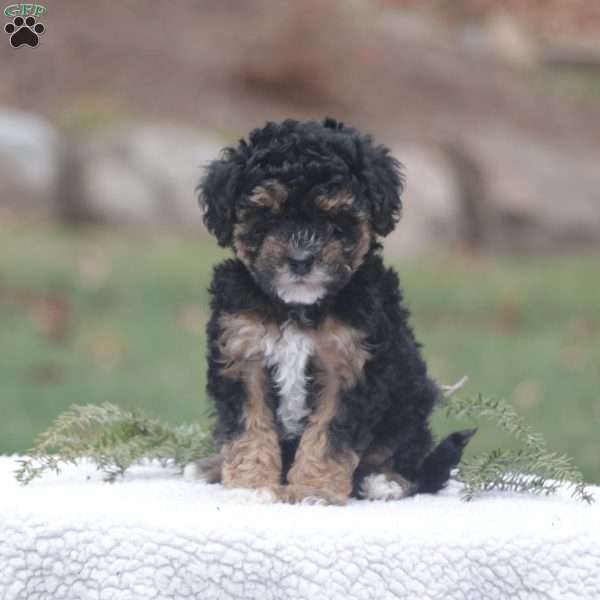 Darcy, Maltipoo Puppy